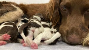 24 7 Vet Emergency care Ireland - EMERGE Veterinary Specialists Ireland