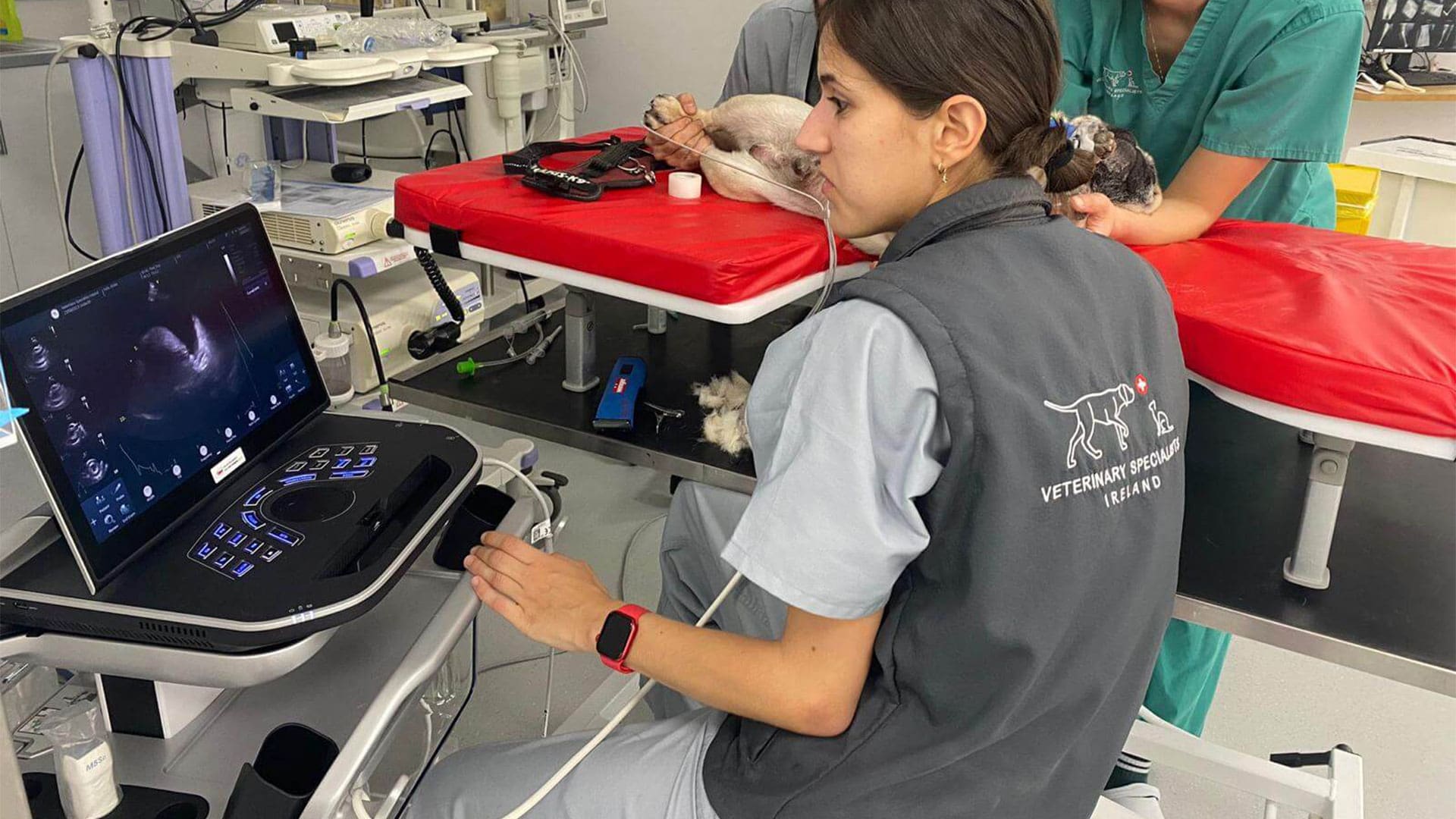 Cardiology heart scan and surgery for animals cats and dogs Ireland Veterinary cardiology Specialists Ireland