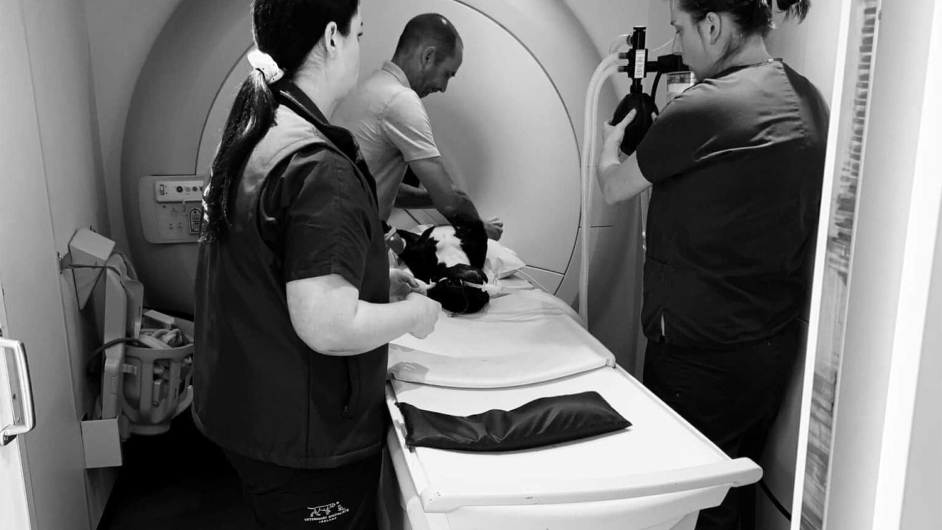 MRI Scan Veterinary Specialists Ireland Magnetic Resonance Imaging