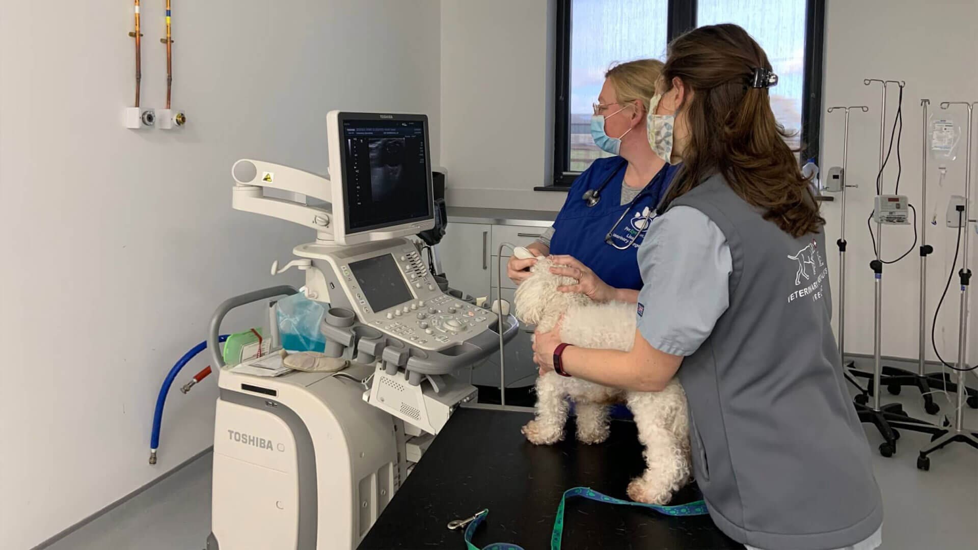 Ophthalmology Eye Conditions dogs cats and pets - Veterinary Specialists Ireland