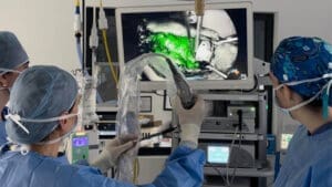 Soft tissue and cancer surgery at Vet Specialists Ireland Summerhill and Cork