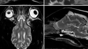 Spine and brain assessment and treatment for small animals in Ireland Veterinary Specialists