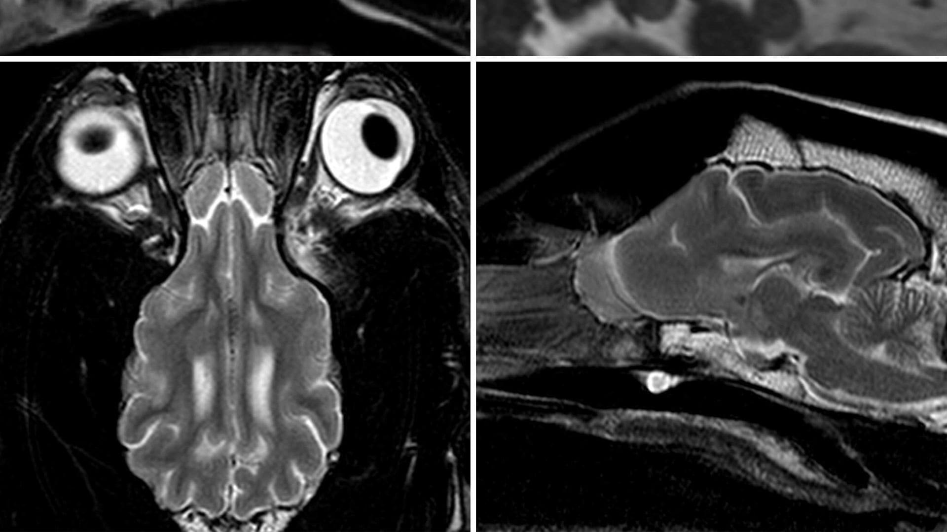 Spine and brain assessment and treatment for small animals in Ireland Veterinary Specialists Spine and brain assessment and treatment for small animals in Ireland Veterinary Specialists