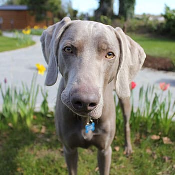 Dickie - Veterinary Specialists Ireland