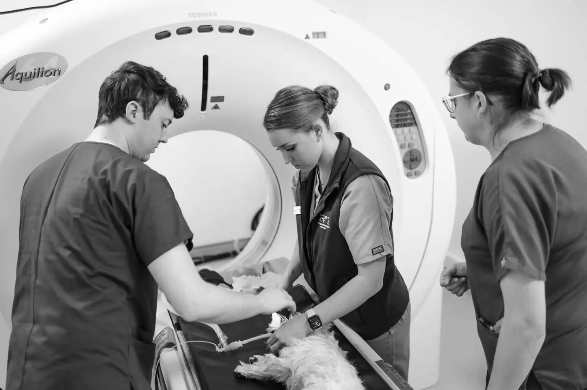 Advanced medical care for small animals - Contact Veterinary Specialists Ireland Meath and Cork Ireland