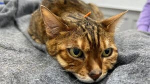 Integrative Medicine Chinese remedy cats - Veterinary Specialists Ireland