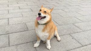 Nutrition expert advice for pets- Veterinary Specialists Ireland