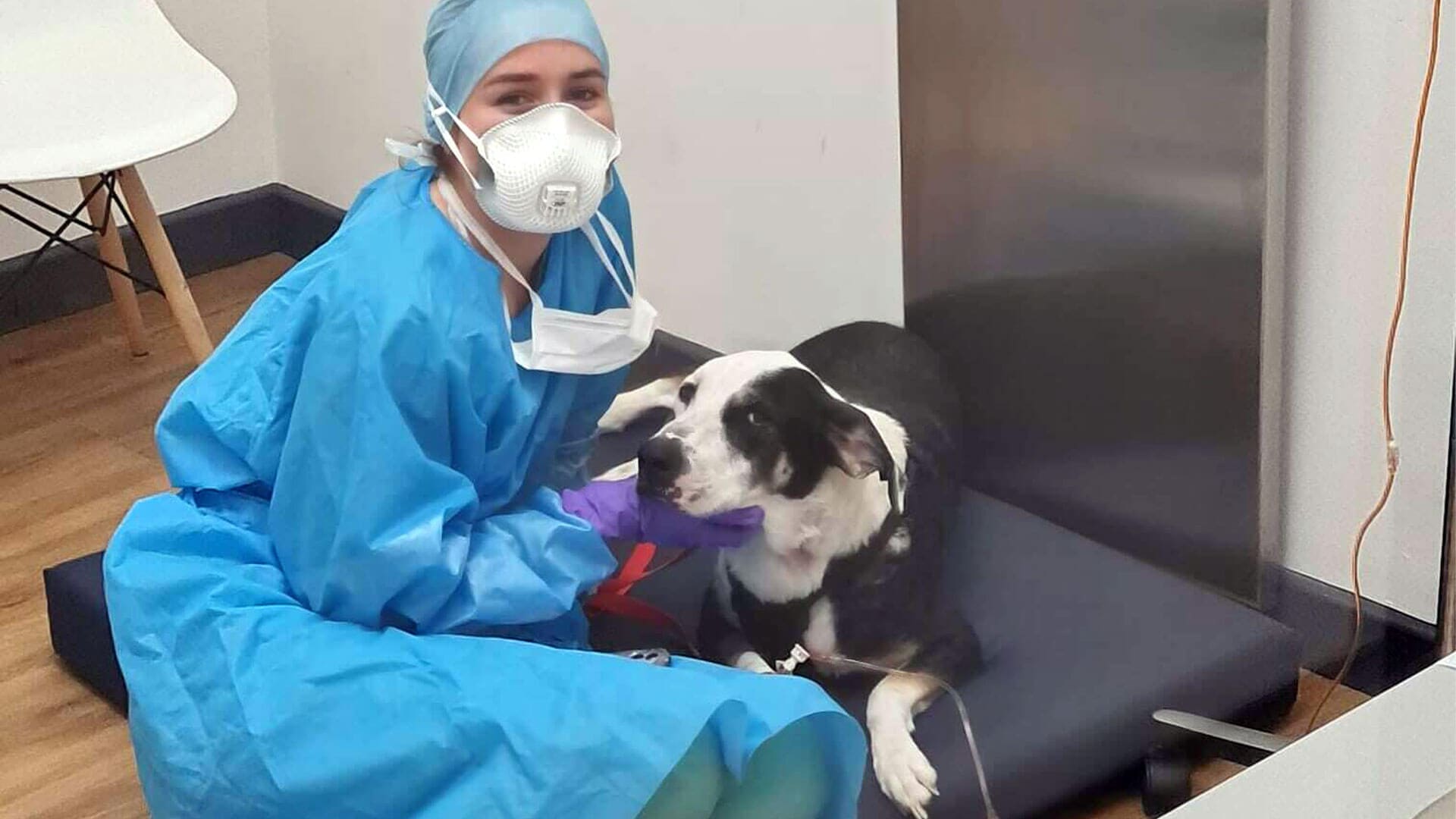 Cancer and oncology care for dogs cats and small animals - Veterinary Oncology Specialists Ireland