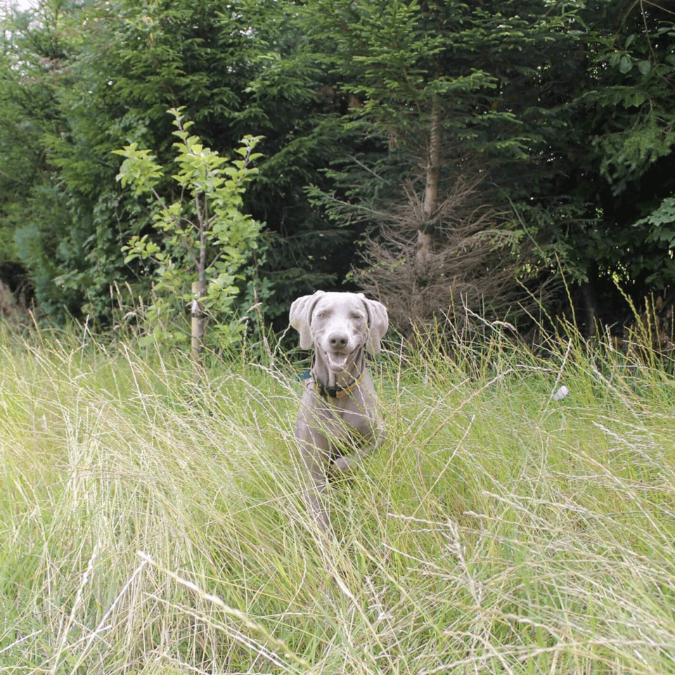 Pet Insurance dog and cat insurance recommended and accepted by Veterinary Specialists Ireland