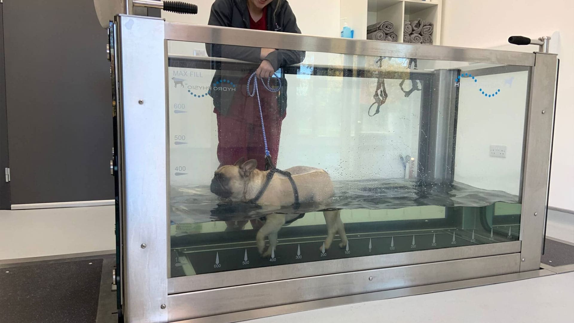 Underwater treadmill for rehabilitation pets - Veterinary Specialists Ireland greyscale