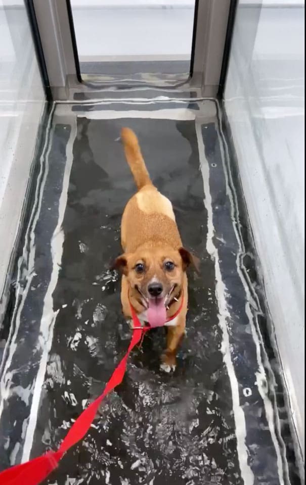 Underwater treadmill rehabilitation Veterinary Specialists Ireland