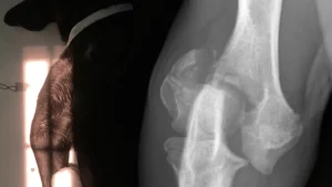 X-ray and ultrasound services for pets and small animals eg dogs cats Ireland - Veterinary Specialists Meath and Cork x ray