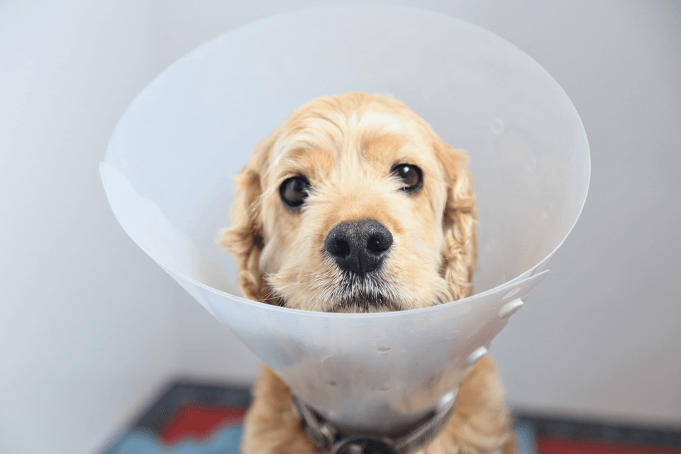 Cute puppy with cone Veterinary Specialists Ireland does pet need to fast before visit appointment - what cases can I refer