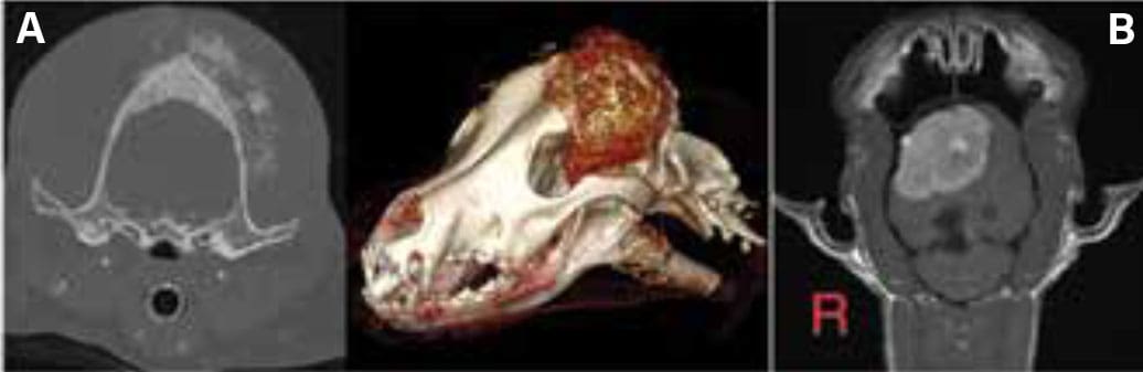 MRI versus CT what is the difference - by Laura Cuddy and Turlough Mc Nally Veterinary Specialists Ireland-1