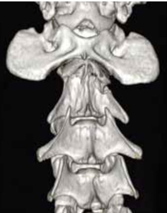 MRI versus CT what is the difference - by Laura Cuddy and Turlough Mc Nally Veterinary Specialists Ireland-2