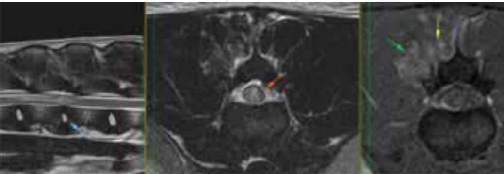MRI versus CT what is the difference - by Laura Cuddy and Turlough Mc Nally Veterinary Specialists Ireland-3