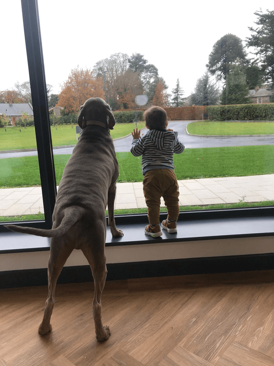 The Family Veterinary Specialist Ireland story The Family Veterinary Specialist Ireland story