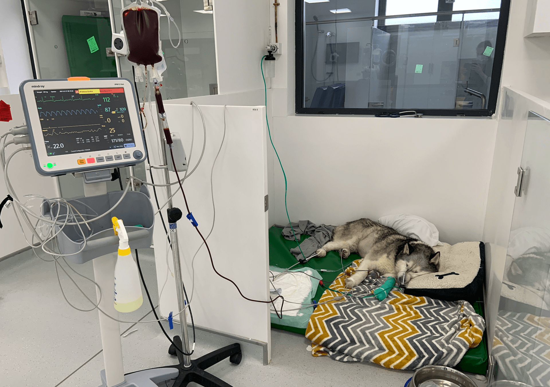 Vet overnight stay specialist care intensive care unit pet hospital Summerhill Meath and Little Island Cork