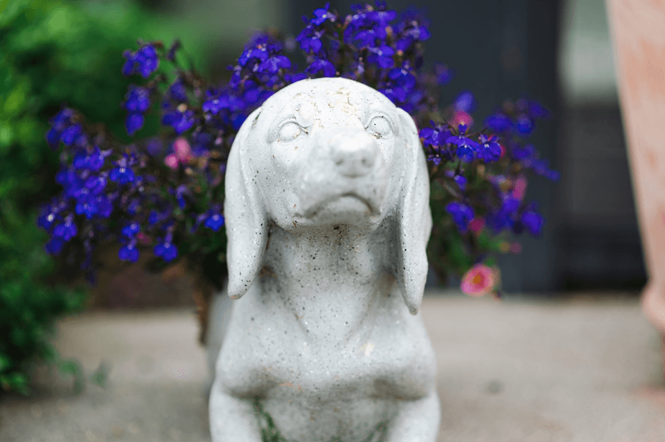 Get a vet referral appointment with Veterinary Specialists Ireland