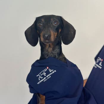 Rita Veterinary Specialists Ireland Staff Profile Photo