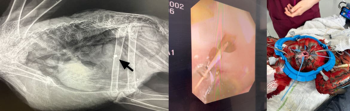 Piece of metal found in Princesses abdomen the Scarlett Macaw Piece of metal found in Princesses abdomen the Scarlett Macaw