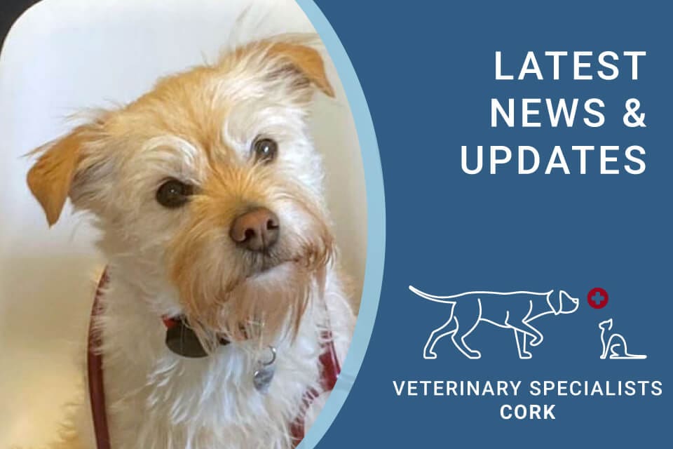 Veterinary Specialists Cork Latest News