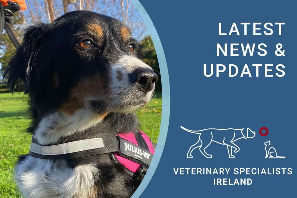 Veterinary Specialists Ireland Latest News