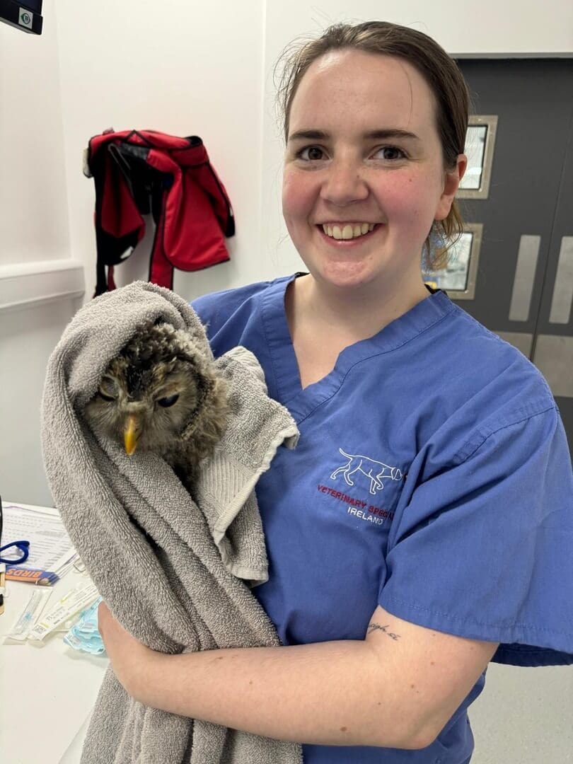 Baby Owl being cared for at Veterinary Specialists Ireland by Siobhan O Sullivan RVN