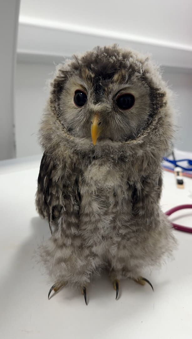 Baby Owl in for treatment at Veterinary Specialists Ireland Exotics