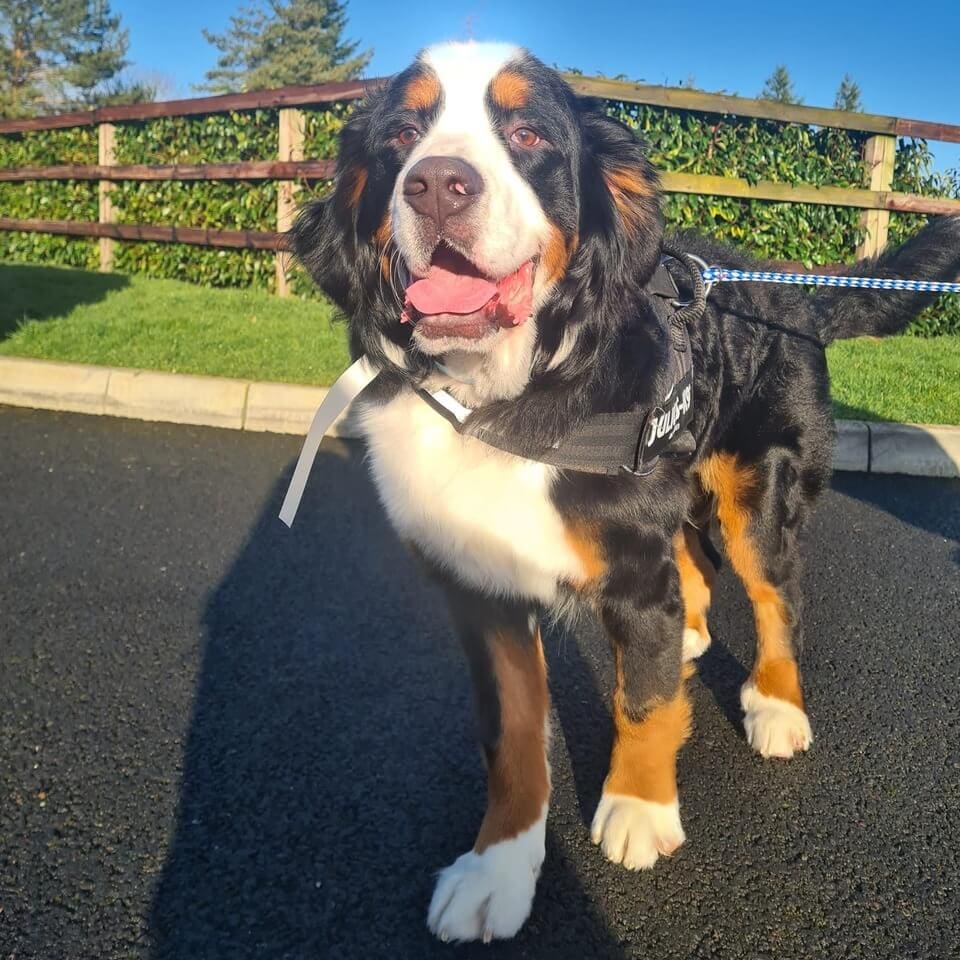 Beau the Bernese Mountain Dog visiting our Veterinary Hospital in Meath () Beau the Bernese Mountain Dog visiting our Veterinary Hospital in Meath ()