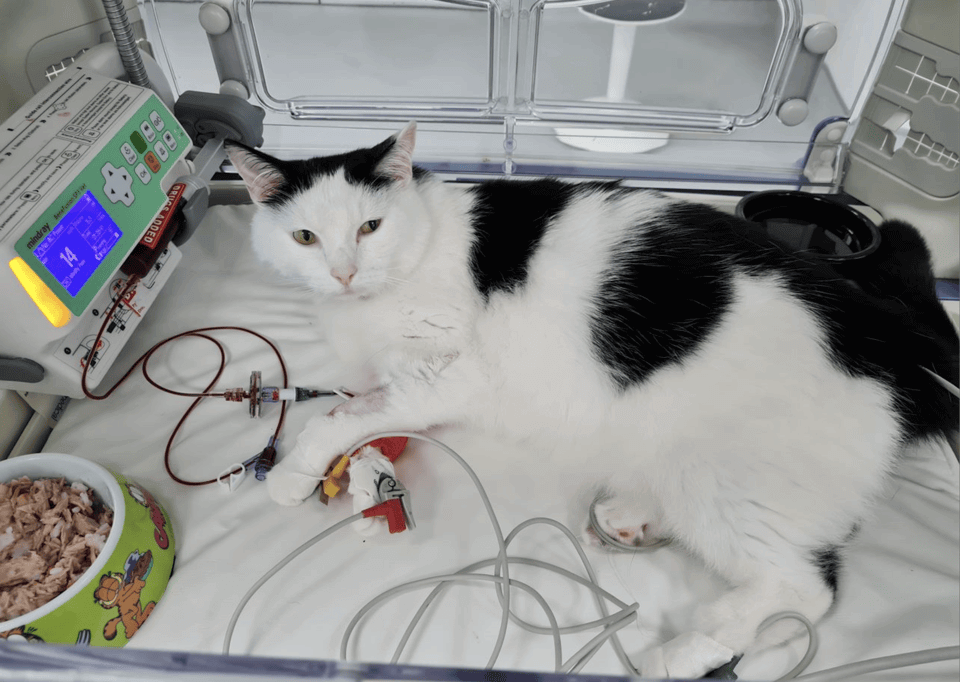 Black and White cat being cared for in Veterinary Specialists Ireland Black and White cat being cared for in Veterinary Specialists Ireland
