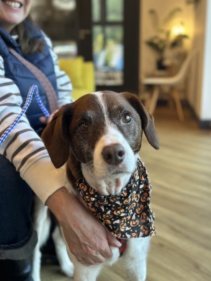 Brown and white pointer dog wearing bandana in Veterinary Specialists Ireland () Brown and white pointer dog wearing bandana in Veterinary Specialists Ireland ()