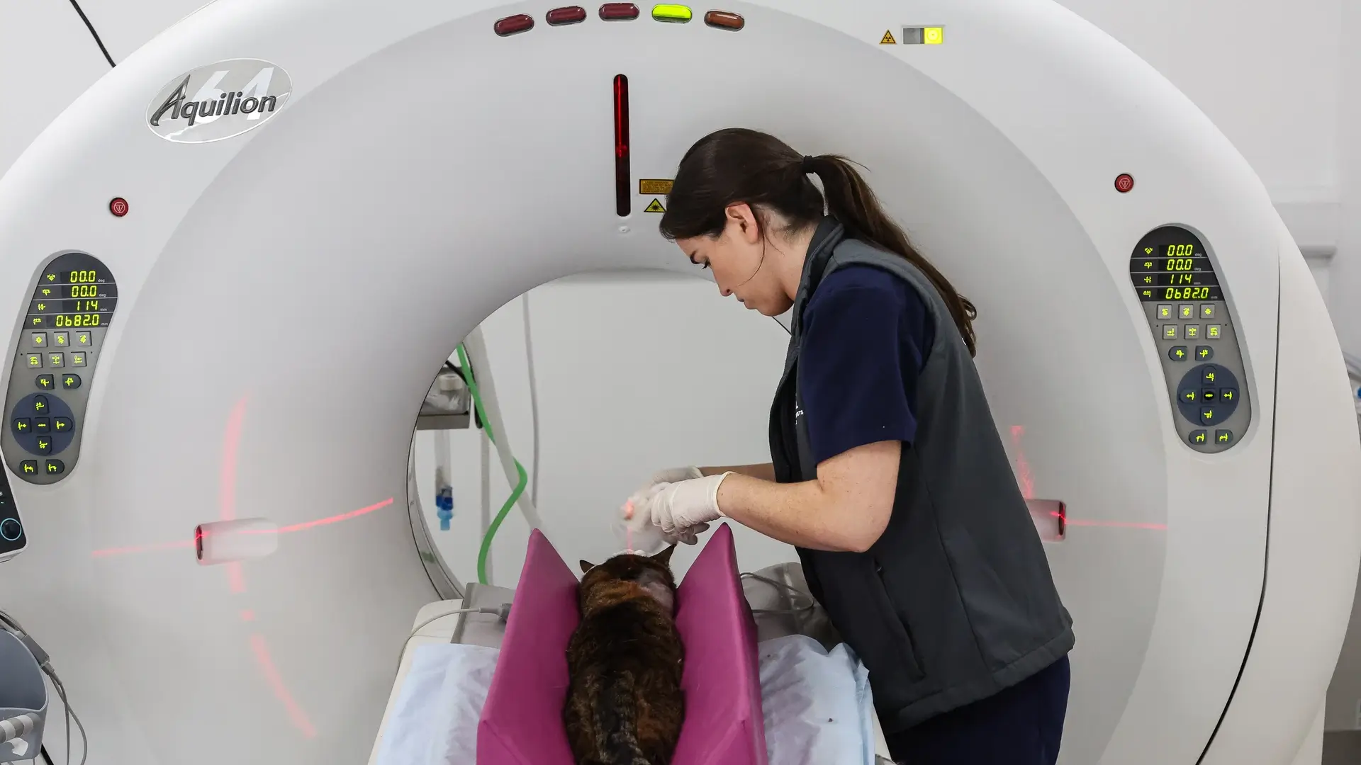 CT Scan for small animals and pets in Ireland Computed Tomography Veterinary Specialists Ireland ba ()
