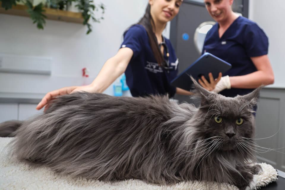 Grey Maine Coone Cat in for Consultation in Veterinary Specialists I